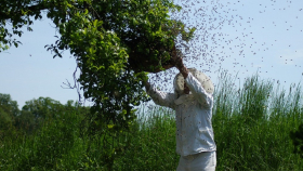 Учёные рассказали о вреде пчёлам из-за загрязнения воздуха